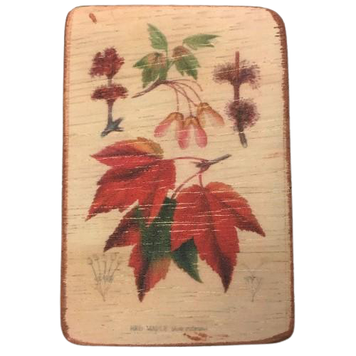 magnet - maple leaves - red - 6x9cm