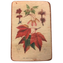 Load image into Gallery viewer, magnet - maple leaves - red
